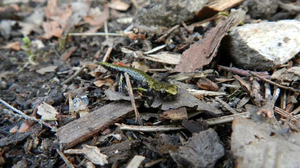 Orto Botanico Pietro Pellegrini sulle Alpi Apuane